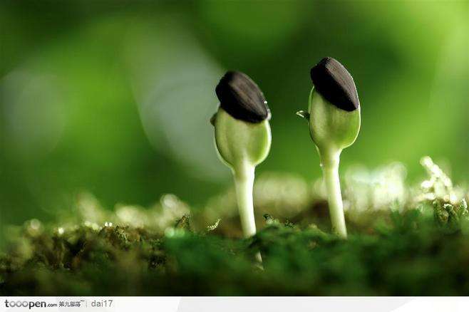 种子含水率测定仪